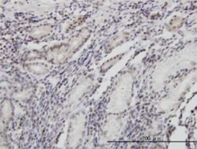 Immunohistochemistry-Paraffin: FOXO3 Antibody (1B11) [H00002309-M02] - Analysis of monoclonal antibody to FOXO3A on formalin-fixed paraffin-embedded human stomach. Antibody concentration 3 ug/ml.