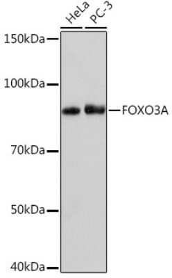 Western Blot: FOXO3 Antibody (8B9X5) [NBP3-16801] - Western blot analysis of extracts of various cell lines, using FOXO3 Rabbit mAb (NBP3-16801) at 1:1000 dilution. Secondary antibody: HRP Goat Anti-Rabbit IgG (H+L) at 1:10000 dilution. Lysates/proteins: 25ug per lane. Blocking buffer: 3% nonfat dry milk in TBST. Detection: ECL Basic Kit. Exposure time: 3min.
