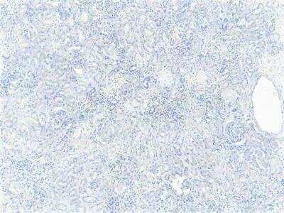 Control: FOXO3 Antibody [NB100-1438] - Negative Control showing staining of paraffin embedded Human Kidney, with no primary antibody.