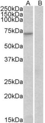 Western Blot: FOXO3 Antibody [NB100-1438] - (0.3ug/ml) staining of Human Heart lysate (35ug protein in RIPA buffer) with (A) and without (B) blocking with the immunising peptide. Detected by chemiluminescence.