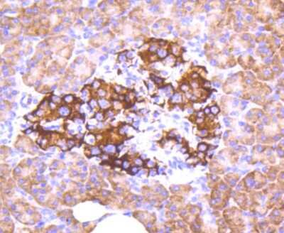 Immunohistochemistry-Paraffin: FOXO3 [p Ser253] Antibody (ST49-01) [NBP2-67521] - Analysis of paraffin-embedded human pancreas tissue using anti-Phospho-FOXO3a(S253) antibody. Counter stained with hematoxylin.
