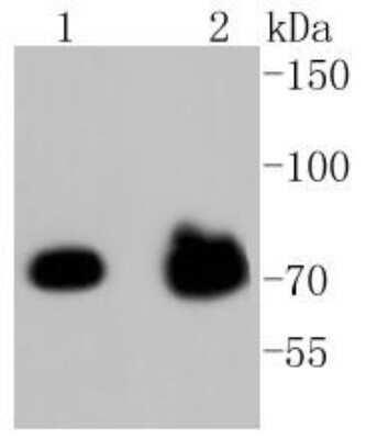 Western Blot: FOXO3 [p Ser253] Antibody (ST49-01) [NBP2-67521] - Analysis of Phospho-FOXO3a(S253) on different lysates using anti-Phospho-FOXO3a(S253) antibody at 1/1,000 dilution. Positive control: Lane 1: Hela Lane 2: PC12