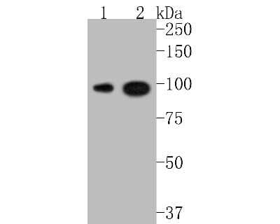 Western Blot: FOXO3 [p Ser253] Antibody (ST49-01) [NBP2-67521] - Western blot analysis of FOXO3 on different lysates. Proteins were transferred to a PVDF membrane and blocked with 5% BSA in PBS for 1 hour at room temperature. The primary antibody (1/500) was used in 5% BSA at room temperature for 2 hours. Goat Anti-Rab