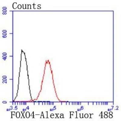 Flow Cytometry: FOXO4 Antibody (JJ09-11) [NBP2-67892] - Analysis of 293 cells with FOXO4 antibody at 1/50 dilution (red) compared with an unlabelled control (cells without incubation with primary antibody; black). Alexa Fluor 488-conjugated goat anti rabbit IgG was used as the secondary antibody