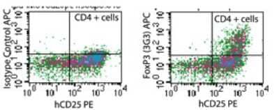 Flow Cytometry: FOXP3 Antibody (3G3) [Allophycocyanin] [NBP2-26671] - analysis of FOXP3 in human PBMCs stimulated with anti-hCD3 and rhIL-2 for 48 hours using isotype control (left) and this antibody. 1 ug/10^6 cells. Products used: anti-CD4 FITC conjugate