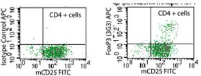 Flow Cytometry: FOXP3 Antibody (3G3) [Allophycocyanin] [NBP2-26671] - analysis of FOXP3 in mouse splenocytes stimulated with anti-mCD3 and rmIL-2 for 48 hours using isotype control (left) and (right) at 0.1 ug/10^6 cells. Anti-CD25 FITC conjugate this antibody , anti-FOXP3 APC conjugate this antibody .