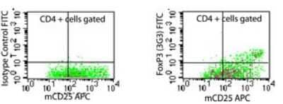 Flow Cytometry: FoxP3 Antibody (3G3) [FITC] [NBP2-26668] - FOXP3 Antibody (3G3) [FITC] [NBP2-26668] - Analysis of FOXP3 in mouse splenocytes stimulated with anti-mCD3 (5 ug/ml) and rmIL-2 (10 ng/ml) for 48 hours using isotype control (left) and (right) at 0.5 ug/10^6 cells. Anti-CD25 APC conjugate this antibody , anti-FOXP3 FITC conjugate this antibody .