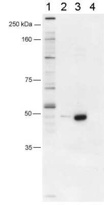 Western Blot: FoxP3 Antibody [NB600-246] - FOXP3 Antibody [NB600-246] - Detection of murine FOXP3 using NB600-246. (1) Human CD4+CD25+ PBL, (2) HEK293T transfected with human Foxp3 cDNA, (3) 293/mouse foxp3, and (4) 293/empty vector