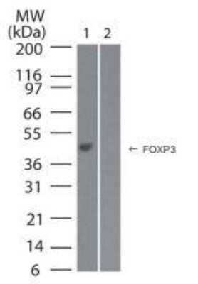 Western Blot: FOXP3 Cell Lysate [NBP2-25061] - 15 ul of human FOXP3 A) transfected cell  lysate and B) mock transfected cell lysate  probed with 5 ug/ml of Human FOXP3