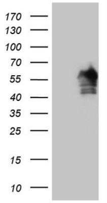 Flow Cytometry FOXQ1 Antibody (OTI4D9) - Azide and BSA Free