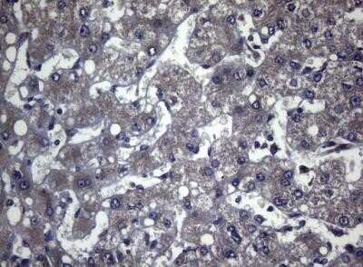 Immunohistochemistry FOXQ1 Antibody (OTI4D9) - Azide and BSA Free