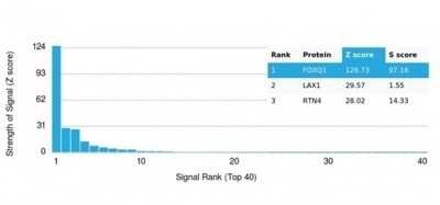 Protein Array: FOXQ1 Antibody (PCRP-FOXQ1-2D2) - Azide and BSA Free [NBP3-14070] - Analysis of Protein Array containing more than 19,000 full-length human proteins using FOXQ1 Antibody (PCRP-FOXQ1-2D2).