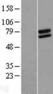 Western Blot: FOXRED2 Overexpression Lysate (Adult Normal) [NBP2-08235] Left-Empty vector transfected control cell lysate (HEK293 cell lysate); Right -Over-expression Lysate for FOXRED2.