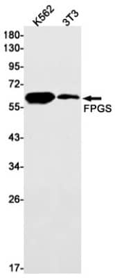 Western Blot: FPGS Antibody (S06-6B1) [NBP3-19638] - Western blot detection of FPGS in K562, 3T3 cell lysates using NBP3-19638 (1:1000 diluted). Predicted band size: 65kDa. Observed band size: 65kDa.