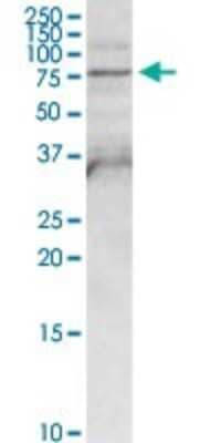 Western Blot FPGT Antibody - Azide and BSA Free