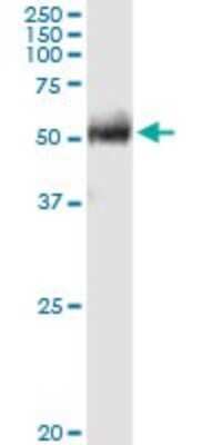 Western Blot FPGT Antibody - Azide and BSA Free