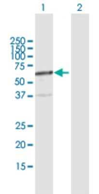 Western Blot FPGT Antibody - Azide and BSA Free