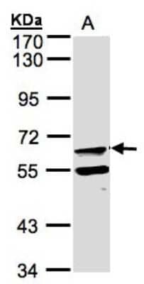 Western Blot: FPGT Antibody [NBP1-31436] - Sample(30 ug of whole cell lysate) A:Raji 7.5% SDS PAGE, antibody diluted at 1:500.