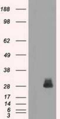 Western Blot: FRA-1/FOSL1 Antibody (OTI12F9) - Azide and BSA Free [NBP2-71351] - HEK293T cells were transfected with the pCMV6-ENTRY control (Left lane) or pCMV6-ENTRY FOSL1 (Right lane) cDNA for 48 hrs and lysed. Equivalent amounts of cell lysates (5 ug per lane) were separated by SDS-PAGE and immunoblotted with anti-FOSL1.