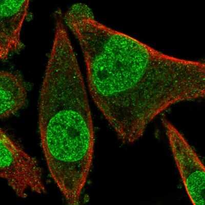 Immunocytochemistry/Immunofluorescence: FRAT2 Antibody [NBP2-14026] - Staining of human cell line PC-3 shows localization to nucleoplasm. Antibody staining is shown in green.
