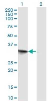 Western Blot: FRG1 Antibody (2B9) [H00002483-M02] - Analysis of FRG1 expression in transfected 293T cell line by FRG1 monoclonal antibody (M02), clone 2B9.Lane 1: FRG1 transfected lysate(29.2 KDa).Lane 2: Non-transfected lysate.