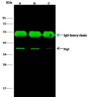 Immunoprecipitation: FRG1 Antibody [NBP2-99204] - Lane A:0.5 mg Jurkat Whole Cell LysateLane B:0.5 mg Hela Whole Cell LysateLane C:0.5 mg A549 Whole Cell Lysate2 uL anti-Frg1 rabbit polyclonal antibody and 15 ul of 50 % Protein G agarose.Primary antibody:Anti-Frg1 rabbit polyclonal antibody,at 1:100 dilutionSecondary antibody:Dylight 800-labeled antibody to rabbit IgG (H+L), at 1:5000 dilutionDeveloped using the odssey technique.Performed under reducing conditions.Predicted band size: 28 kDaObserved band size: 38 kDa