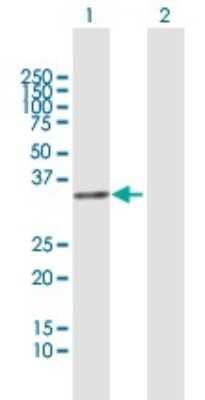 Western Blot: FRG1 Antibody [H00002483-B01P] - Analysis of FRG1 expression in transfected 293T cell line by FRG1 polyclonal antibody.  Lane 1: FRG1 transfected lysate(28.38 KDa). Lane 2: Non-transfected lysate.