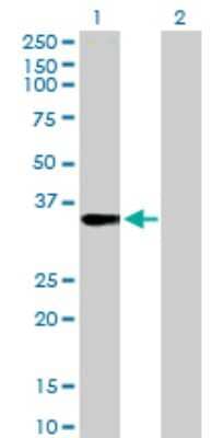 Western Blot: FRG1 Antibody [H00002483-D01P] - Analysis of FRG1 expression in transfected 293T cell line by FRG1 rabbit polyclonal antibody.Lane 1: FRG1 transfected lysate(29.20 KDa).Lane 2: Non-transfected lysate.