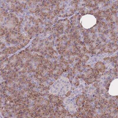 Immunohistochemistry: FRG2B Antibody [NBP2-46754] - Staining of human pancreas shows moderate cytoplasmic positivity in exocrine glandular cells.