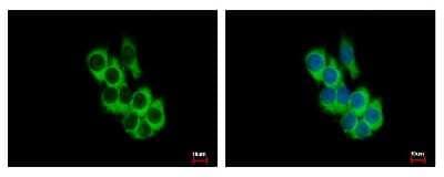 Immunocytochemistry/Immunofluorescence: FRK Antibody [NBP2-16534] - HepG2 cells were fixed in -20C 100% MeOH for 5 min. Green: FRK protein stained by FRK antibody diluted at 1:500. Blue: Hoechst 33343 staining.