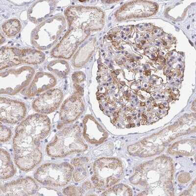 Immunohistochemistry-Paraffin: FRMD3 Antibody [NBP2-33879] - Staining of human kidney shows moderate cytoplasmic positivity in cells in tubules and glomeruli.