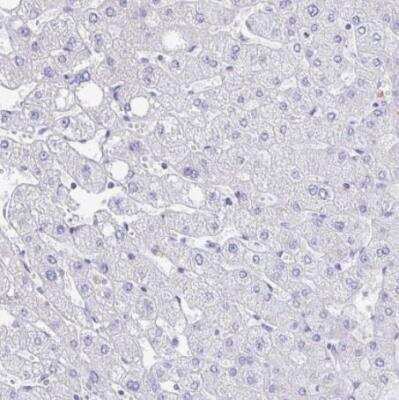 Immunohistochemistry-Paraffin FRMD3 Antibody - BSA Free