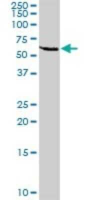 Western Blot: FRMD3 Antibody [H00257019-B01P] - Analysis of FRMD3 expression in HeLa.