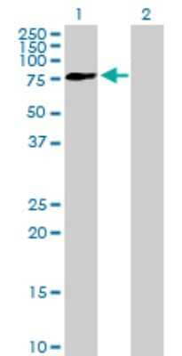Western Blot: FRMD3 Antibody [H00257019-B01P] - Analysis of FRMD3 expression in transfected 293T cell line by FRMD3 polyclonal antibody.  Lane 1: FRMD3 transfected lysate(63.91 KDa). Lane 2: Non-transfected lysate.