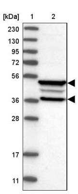 Western Blot: FRMD3 Antibody [NBP2-33879] - Lane 1: Marker  [kDa] 230, 130, 95, 72, 56, 36, 28, 17, 11.  Lane 2: Human cell line RT-223