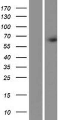 Western Blot: FRMD3 Overexpression Lysate (Adult Normal) [NBP2-05084] Left-Empty vector transfected control cell lysate (HEK293 cell lysate); Right -Over-expression Lysate for FRMD3.
