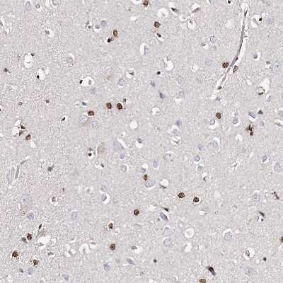 Immunohistochemistry-Paraffin: FRMD4A Antibody [NBP1-90807] - Staining of human cerebral cortex shows strong nuclear positivity in glial cells.