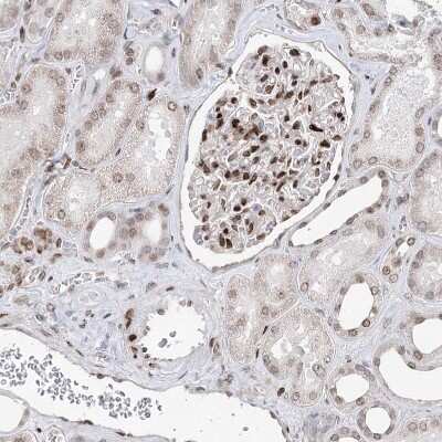 Immunohistochemistry-Paraffin: FRMD4A Antibody [NBP1-90807] - Staining of human kidney shows strong nuclear positivity in cells in glomeruli.