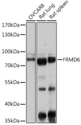 Western Blot FRMD6 Antibody - Azide and BSA Free