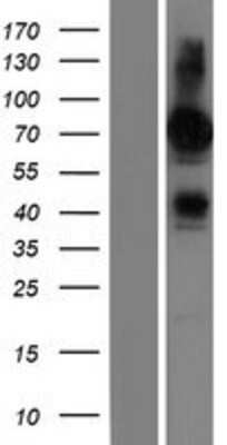 Western Blot FRMD6 Overexpression Lysate