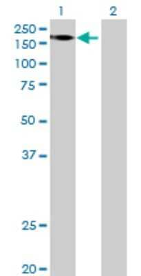 Western Blot: FRMPD1 Antibody [H00022844-B01P] - Analysis of FRMPD1 expression in transfected 293T cell line by FRMPD1 polyclonal antibody.  Lane 1: FRMPD1 transfected lysate(173.58 KDa). Lane 2: Non-transfected lysate.