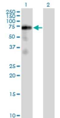 Western Blot: FRS2 Antibody (1F7-1D6) [H00010818-M02] - Analysis of FRS2 expression in transfected 293T cell line by FRS2 monoclonal antibody (M02), clone 1F7-1D6.Lane 1: FRS2 transfected lysate(57.5 KDa).Lane 2: Non-transfected lysate.