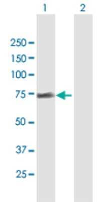 Western Blot: FRS2 Antibody [H00010818-B01P] - Analysis of FRS2 expression in transfected 293T cell line by FRS2 polyclonal antibody.  Lane 1: FRS2 transfected lysate(56.32 KDa). Lane 2: Non-transfected lysate.