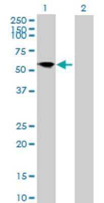 Western Blot: FRS3 Antibody [H00010817-B01P] - Analysis of FRS3 expression in transfected 293T cell line by FRS3 polyclonal antibody.  Lane 1: FRS3 transfected lysate(54.12 KDa). Lane 2: Non-transfected lysate.