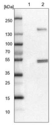 Western Blot: FRS3 Antibody [NBP1-83420] - Lane 1: NIH-3T3 cell lysate (Mouse embryonic fibroblast cells). Lane 2: NBT-II cell lysate (Rat Wistar bladder tumor cells).