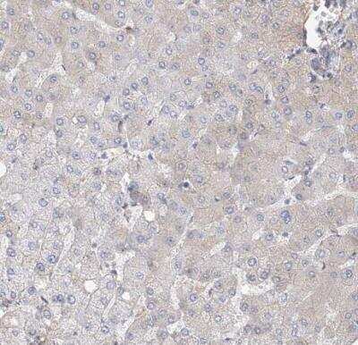 Immunohistochemistry-Paraffin: FRYL Antibody [NBP1-94071] - Staining of human liver shows no positivity in hepatocytes as expected.
