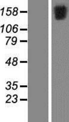 Western Blot FSCB Overexpression Lysate