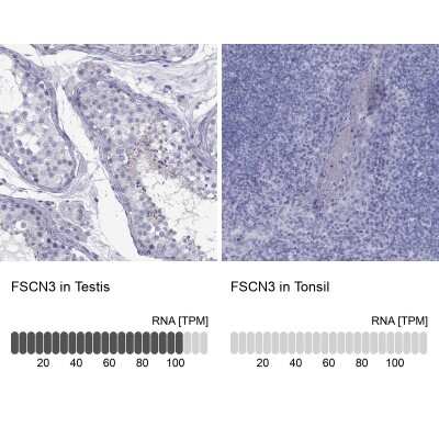 Immunocytochemistry/ Immunofluorescence FSCN3 Antibody - BSA Free