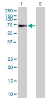 Western Blot: FSD1 Antibody [H00079187-B01P] - Analysis of FSD1 expression in transfected 293T cell line by FSD1 polyclonal antibody.  Lane 1: FSD1 transfected lysate(54.56 KDa). Lane 2: Non-transfected lysate.