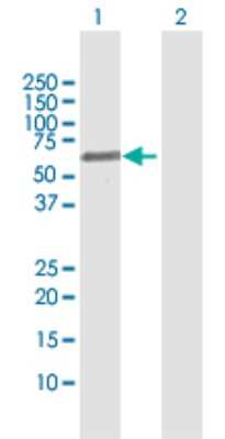 Western Blot: FSD1 Antibody [H00079187-D01P] - Analysis of FSD1 expression in transfected 293T cell line by FSD1 polyclonal antibody.Lane 1: FSD1 transfected lysate(55.80 KDa).Lane 2: Non-transfected lysate.